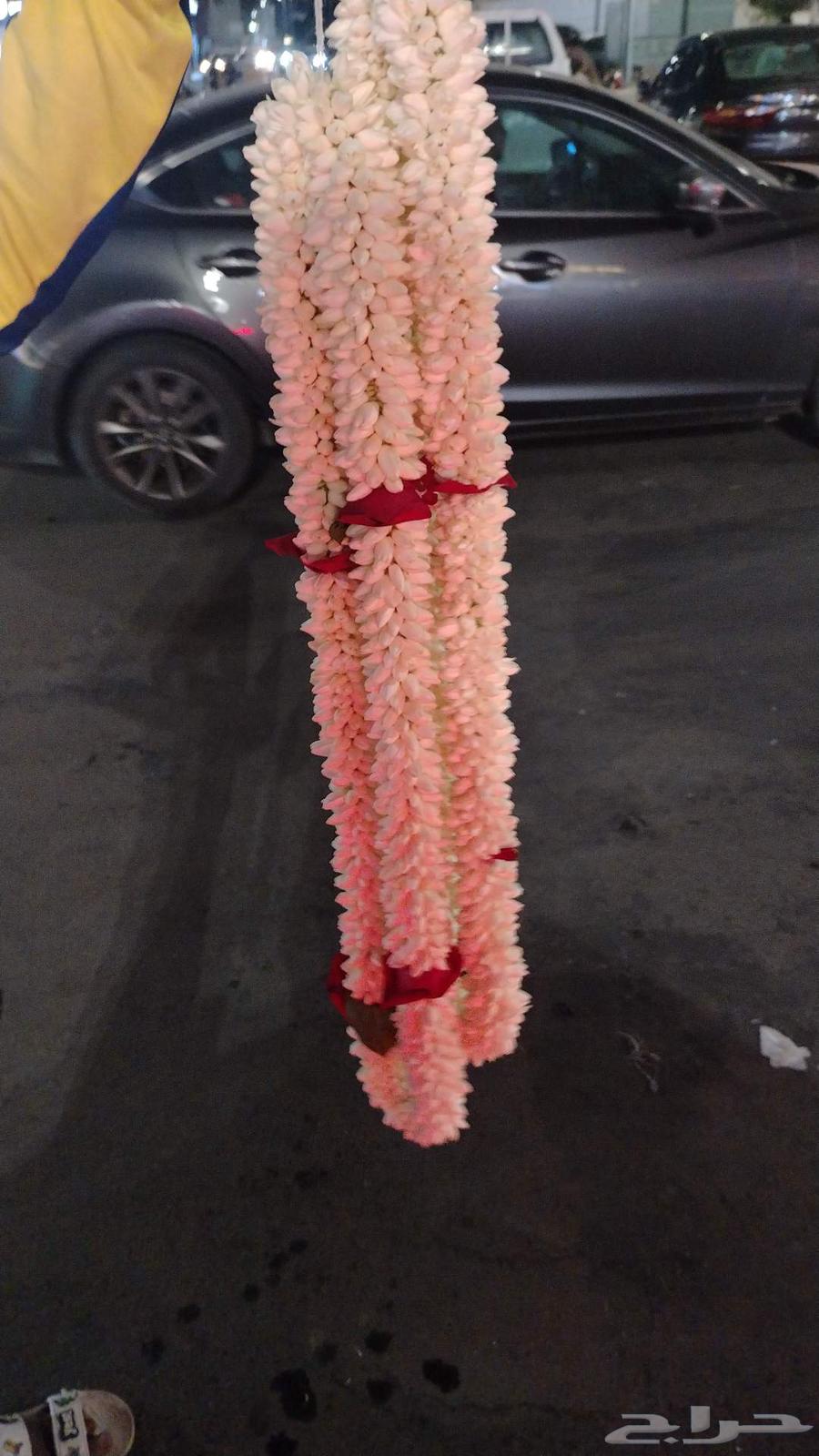 فل صبيا جيزان فل جيزاني63033597442561110