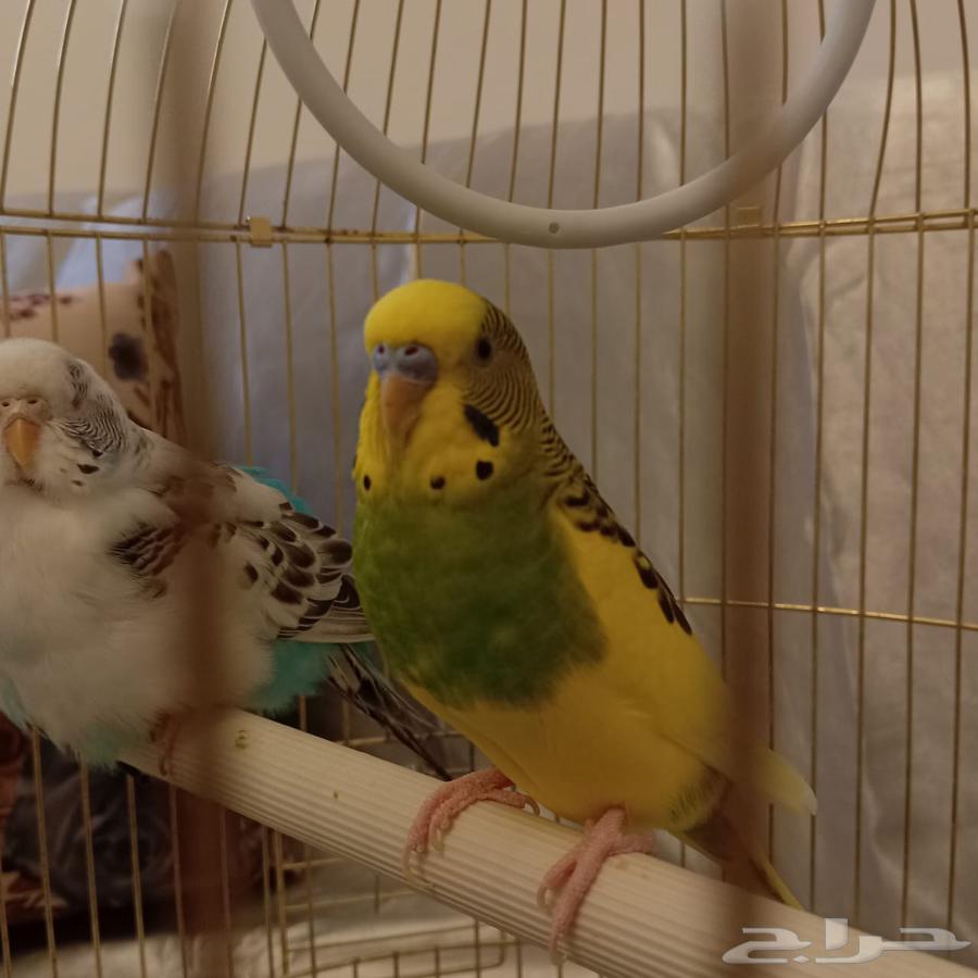 Birds for sale, bargain price. Contact via private message for the number.63422341498754111