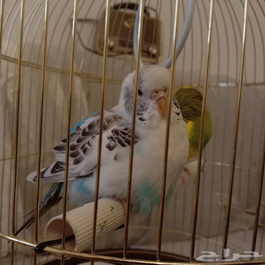Birds for sale, bargain price. Contact via private message for the number.634223414987541111