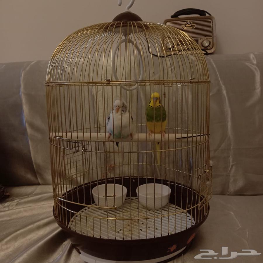 Birds for sale, bargain price. Contact via private message for the number.63422341498754112