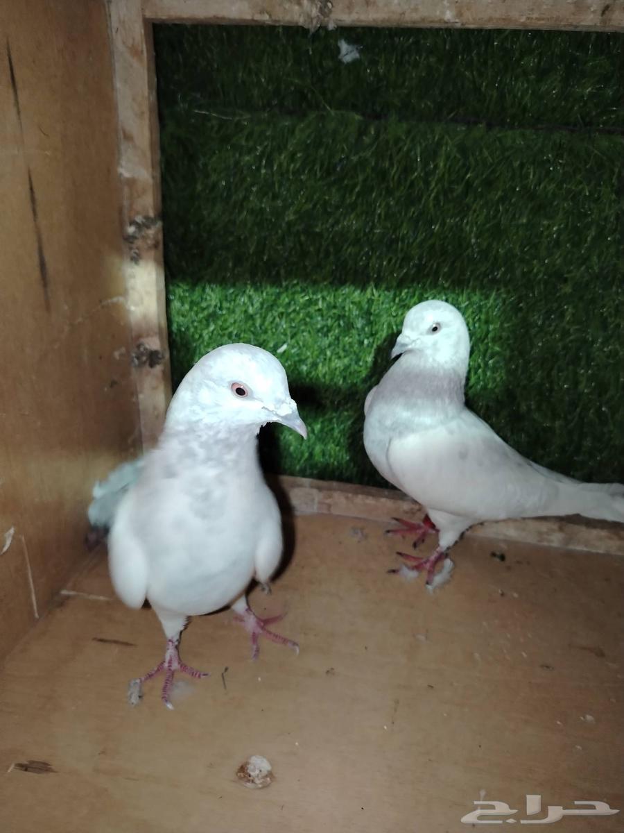 For sale, a Pakistani couple, Silter63420349827202113