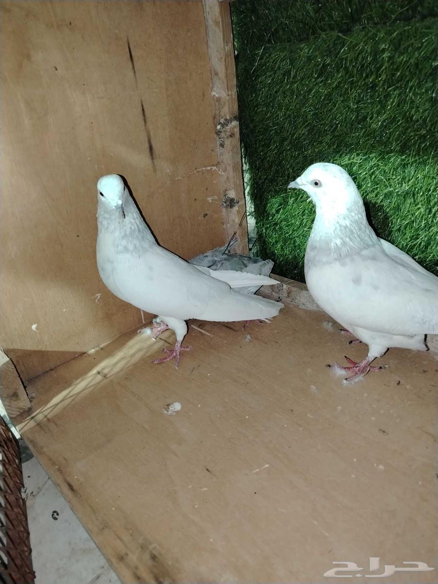 For sale, a Pakistani couple, Silter63420349827202112