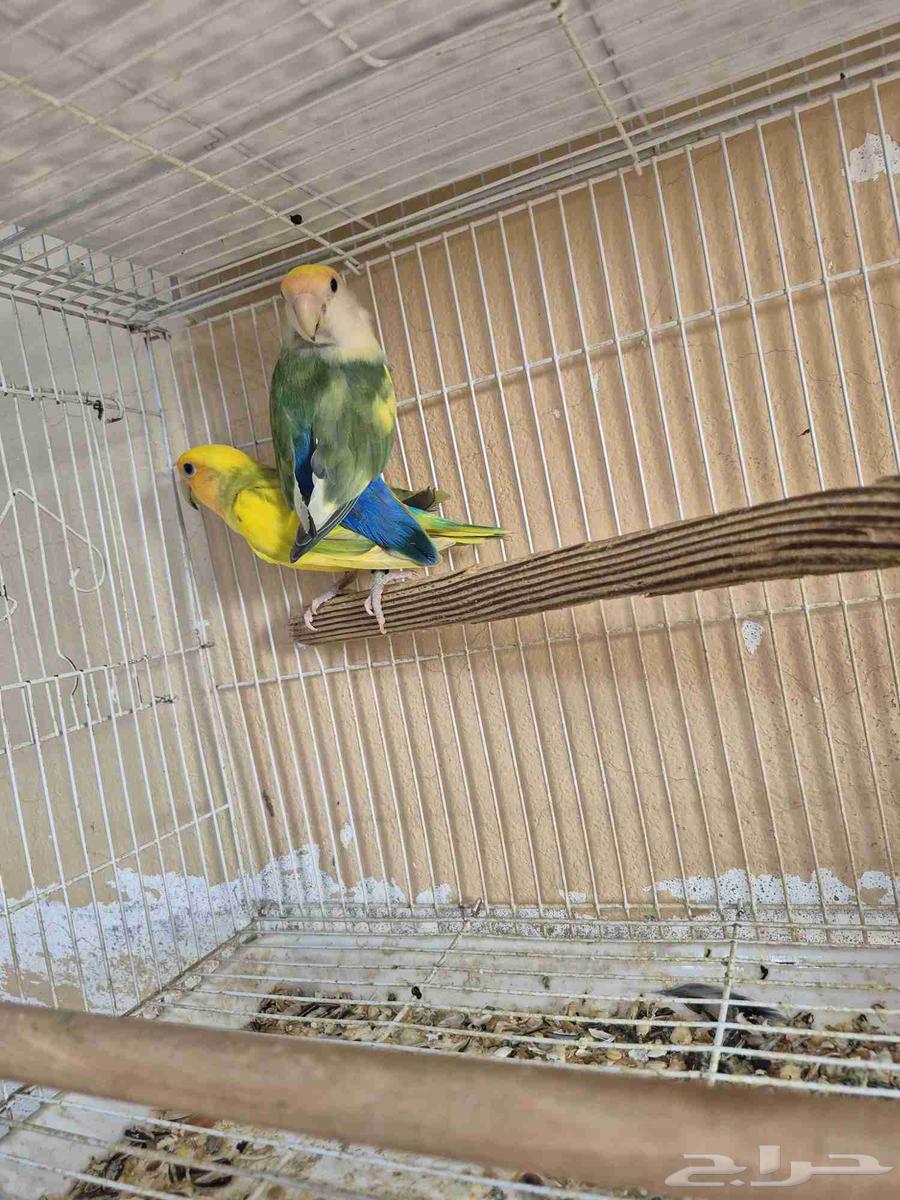 روز ذكر محلل بشهادة إنتاج إنتاج انتاج63420927563907111