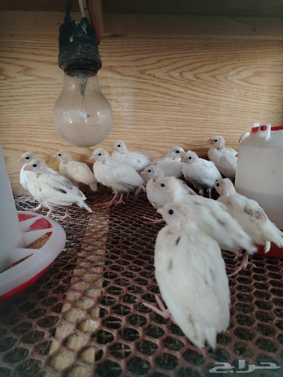 فروخ سمان بوب وايت ابيض وابرق634220203813131111