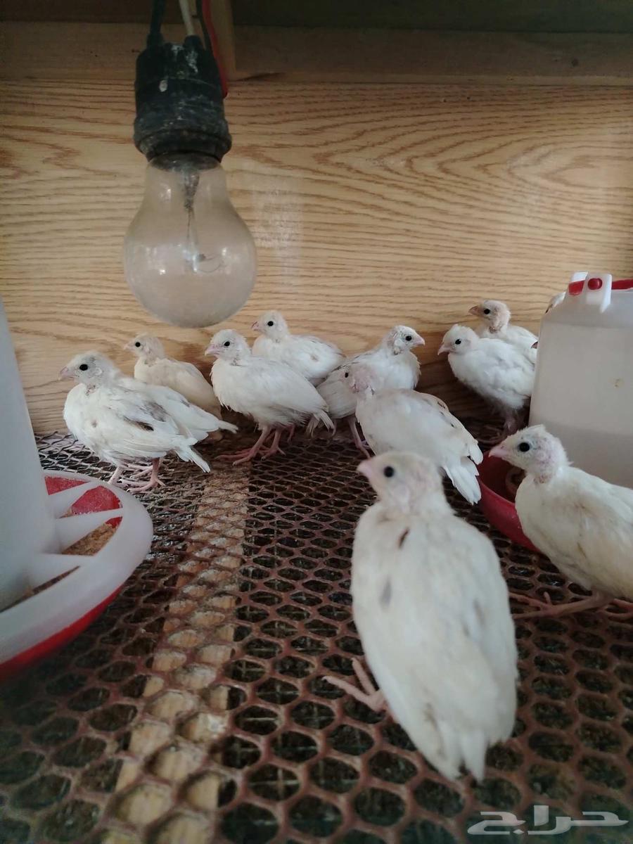 فروخ سمان بوب وايت ابيض وابرق63422020381313111