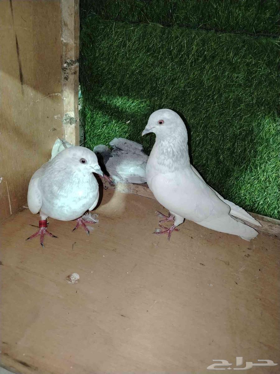 For sale, a Pakistani couple, Silter63420349827202111
