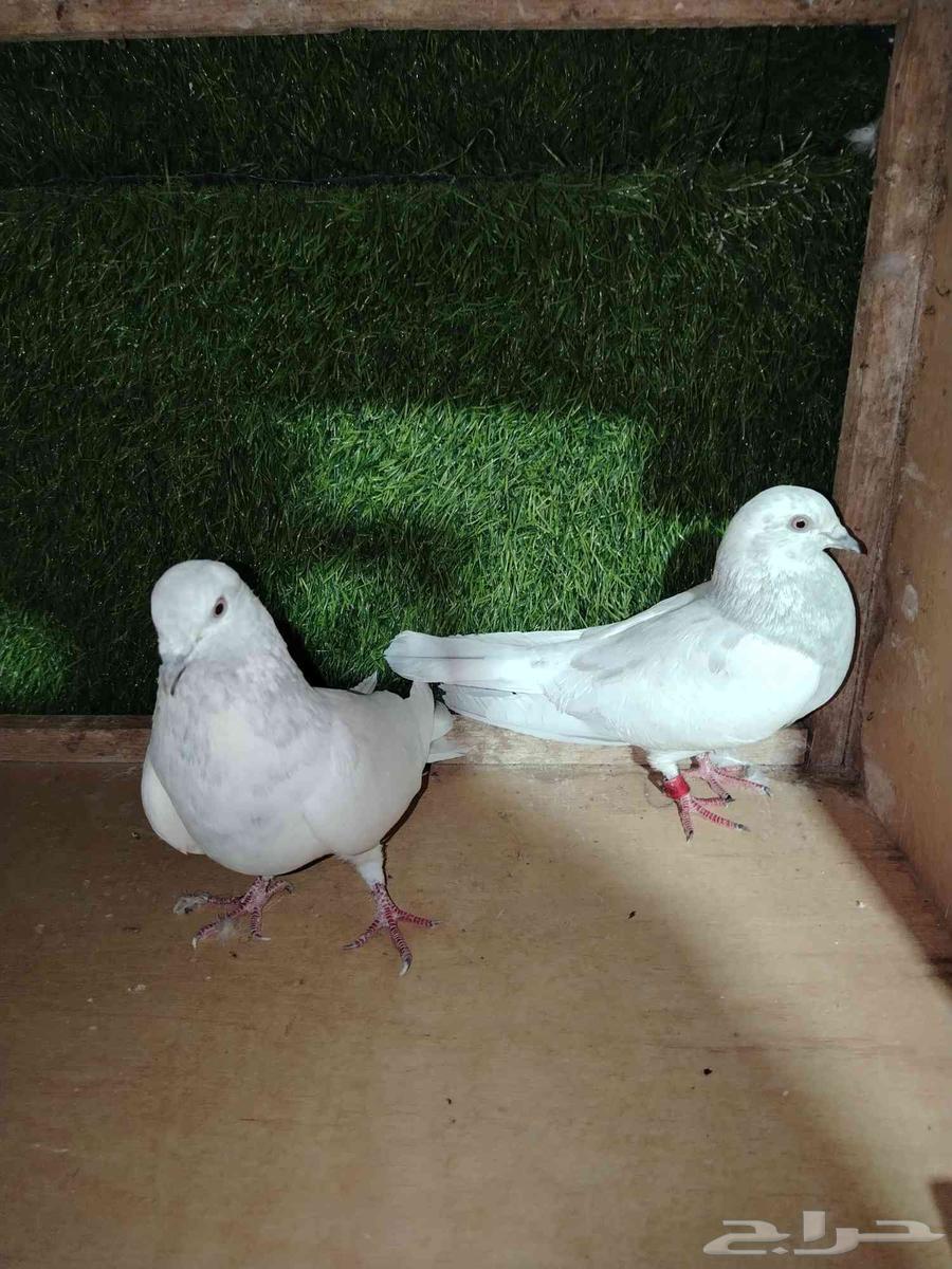 للبيع زوج باكستاني سيلتير634203498272021117