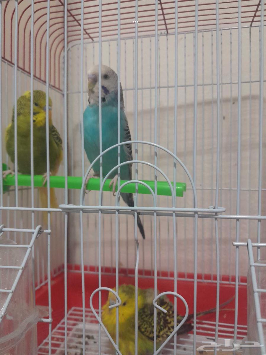 3 budgie63420071665025111