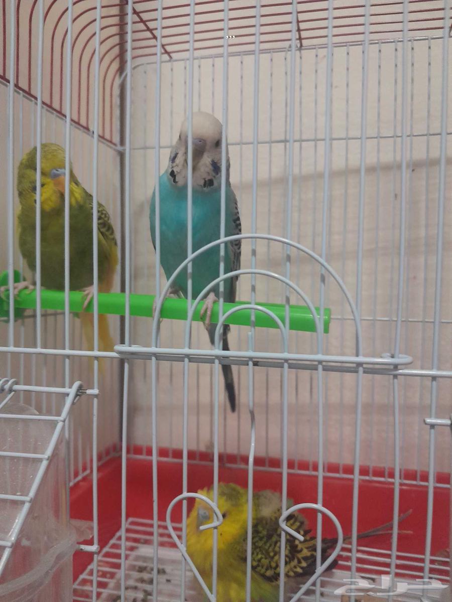 3 budgie63420071665025111
