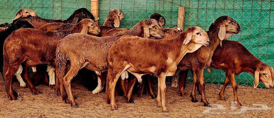 سواكني تربية 3 أشهر سمان سمان مشروطة63421876925314112