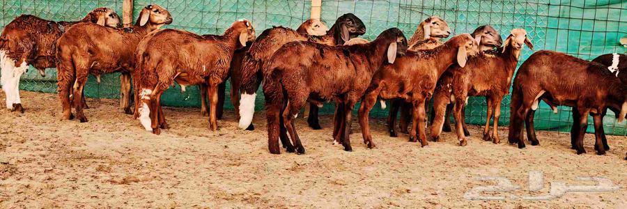 سواكني تربية 3 أشهر سمان سمان مشروطة63421876925314112