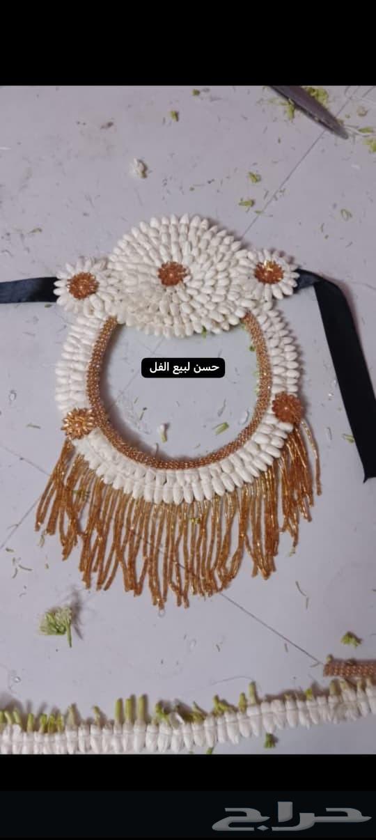 فل صبيا جيزان فل جيزاني63033597442561114