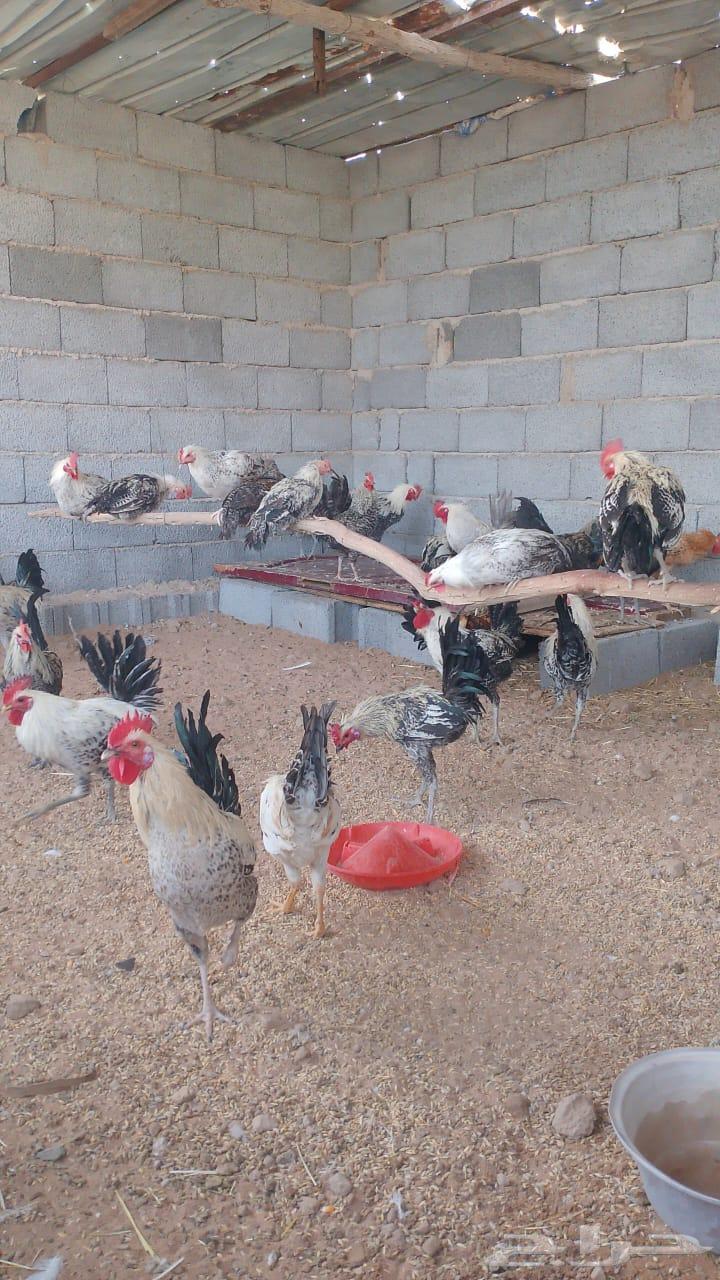 ديوك فيومي وبلدي من اربع شهور ونص الى سته شهور مسيومه من 2063033152733057114