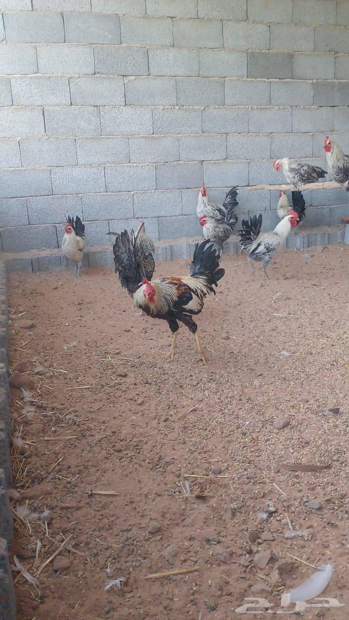 ديوك فيومي وبلدي من اربع شهور ونص الى سته شهور مسيومه من 20630331527330571126