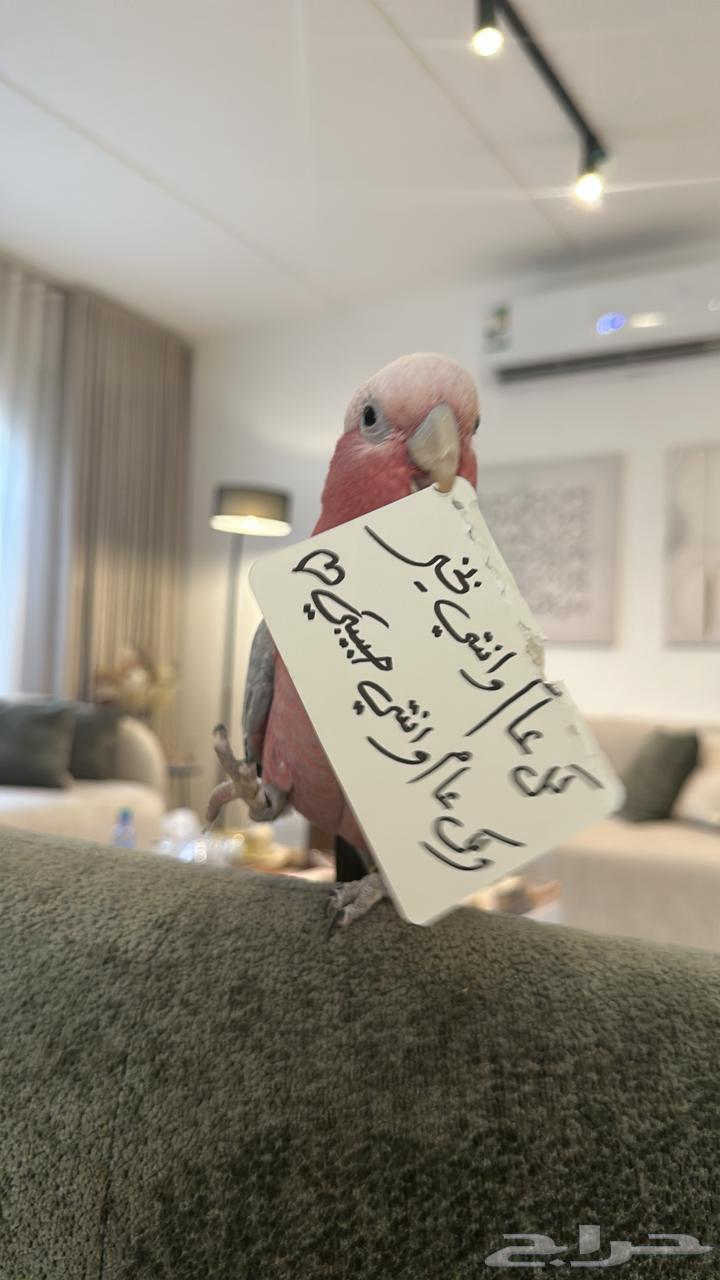 ببغاء كوكاتو جالا اليف63420899852673111