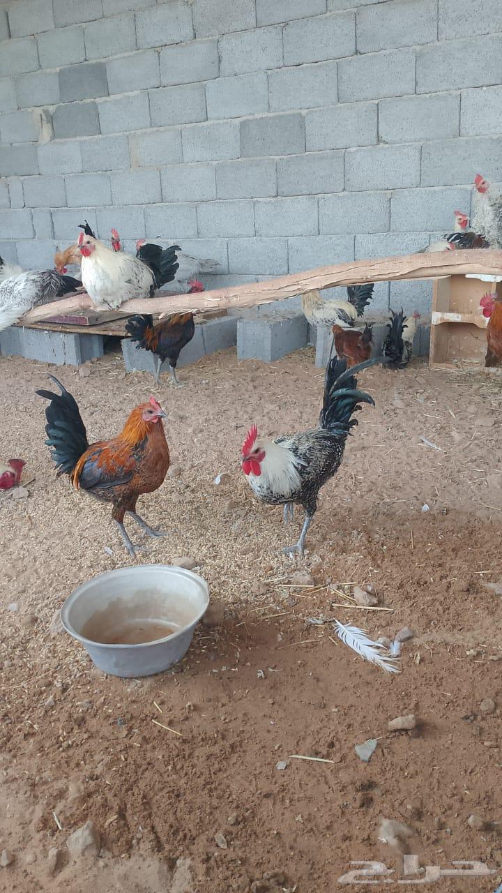 ديوك فيومي وبلدي من اربع شهور ونص الى سته شهور مسيومه من 2063033152733057113