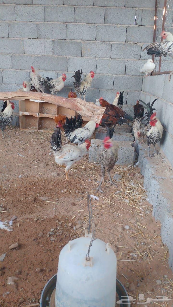 ديوك فيومي وبلدي من اربع شهور ونص الى سته شهور مسيومه من 2063033152733057112