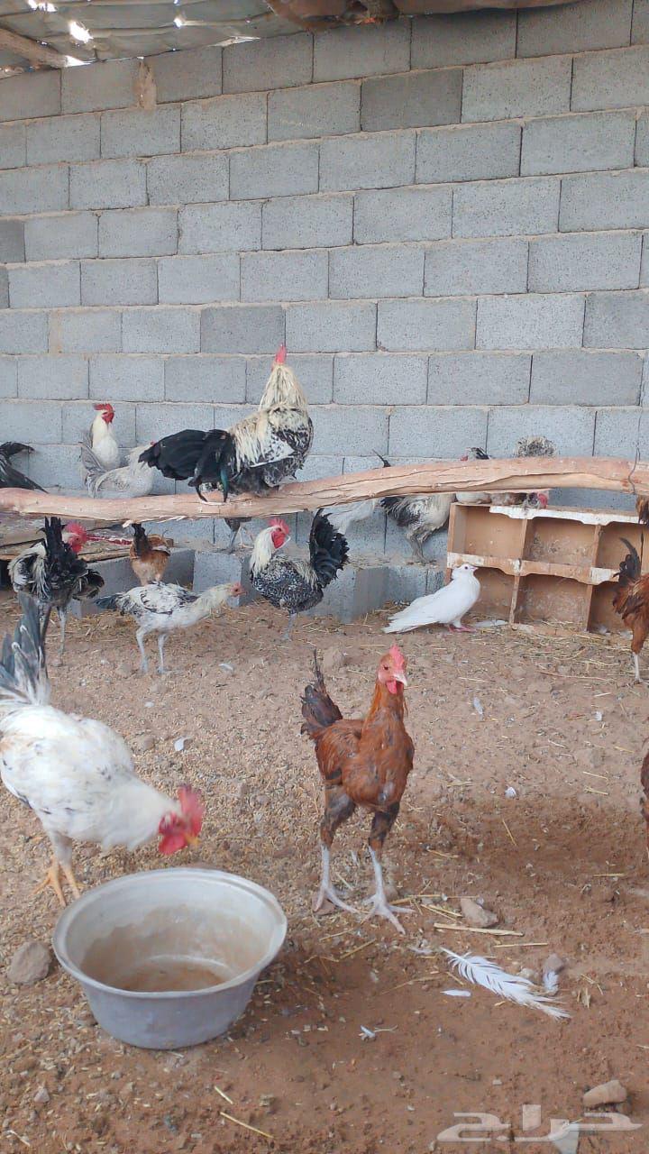 ديوك فيومي وبلدي من اربع شهور ونص الى سته شهور مسيومه من 2063033152733057111