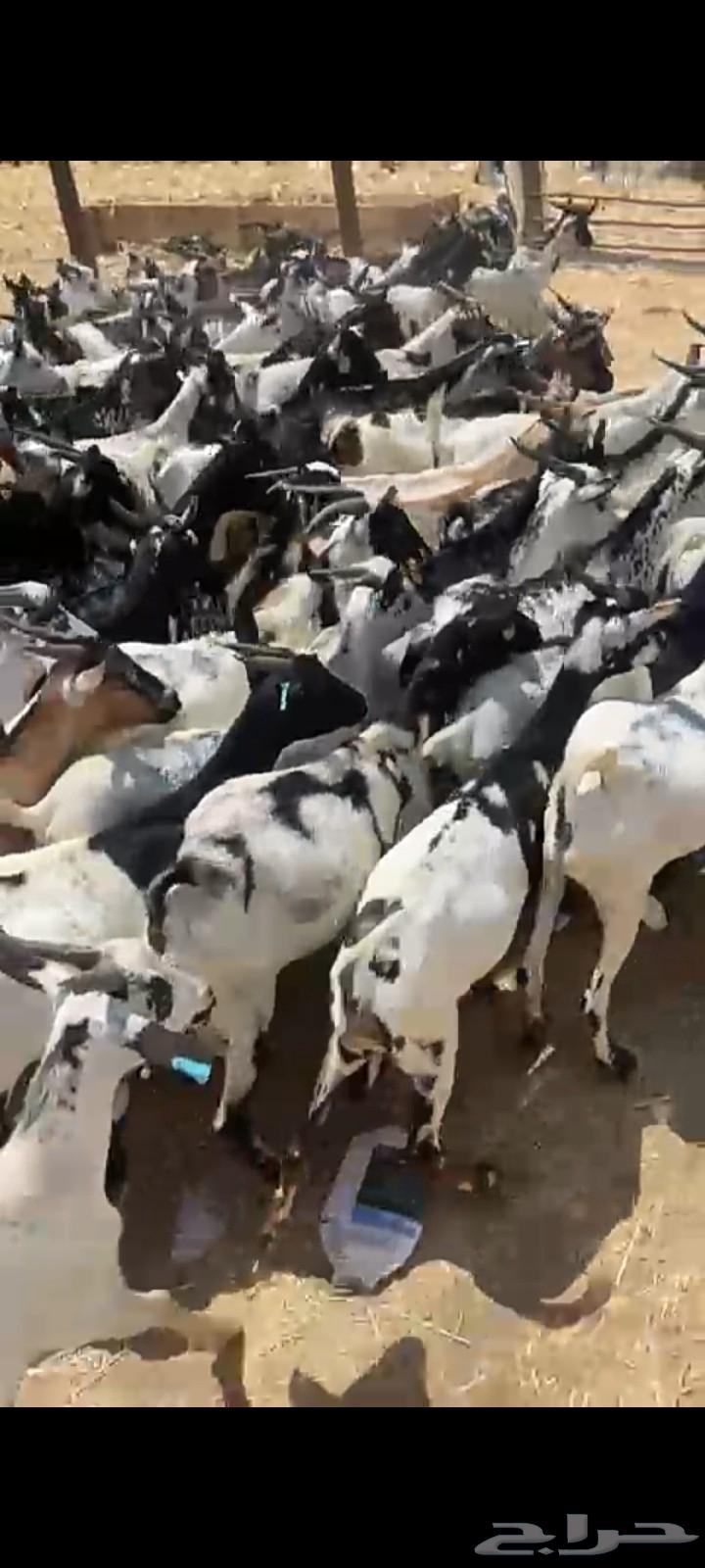Hello and may the mercy and blessings of God be upon you, I am presenting to you Djibouti goats63422156696705114