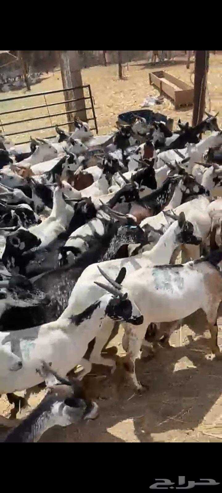 Hello and may the mercy and blessings of God be upon you, I am presenting to you Djibouti goats63422156696705111