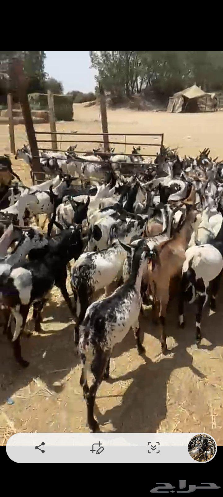 Hello and may the mercy and blessings of God be upon you, I am presenting to you Djibouti goats63422156696705113