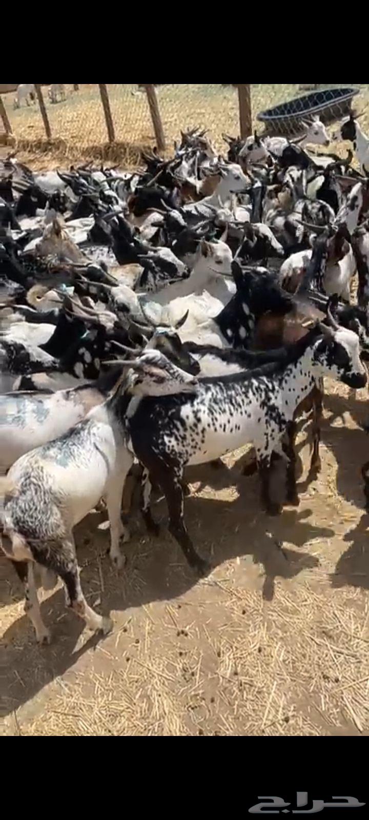 Hello and may the mercy and blessings of God be upon you, I am presenting to you Djibouti goats634221566967051126
