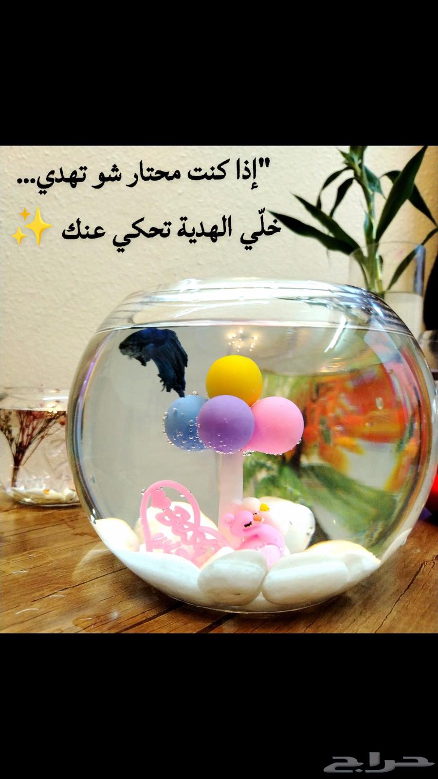 Special offer and amazing prices for the first 3 orders on fighter fish63413510910723111