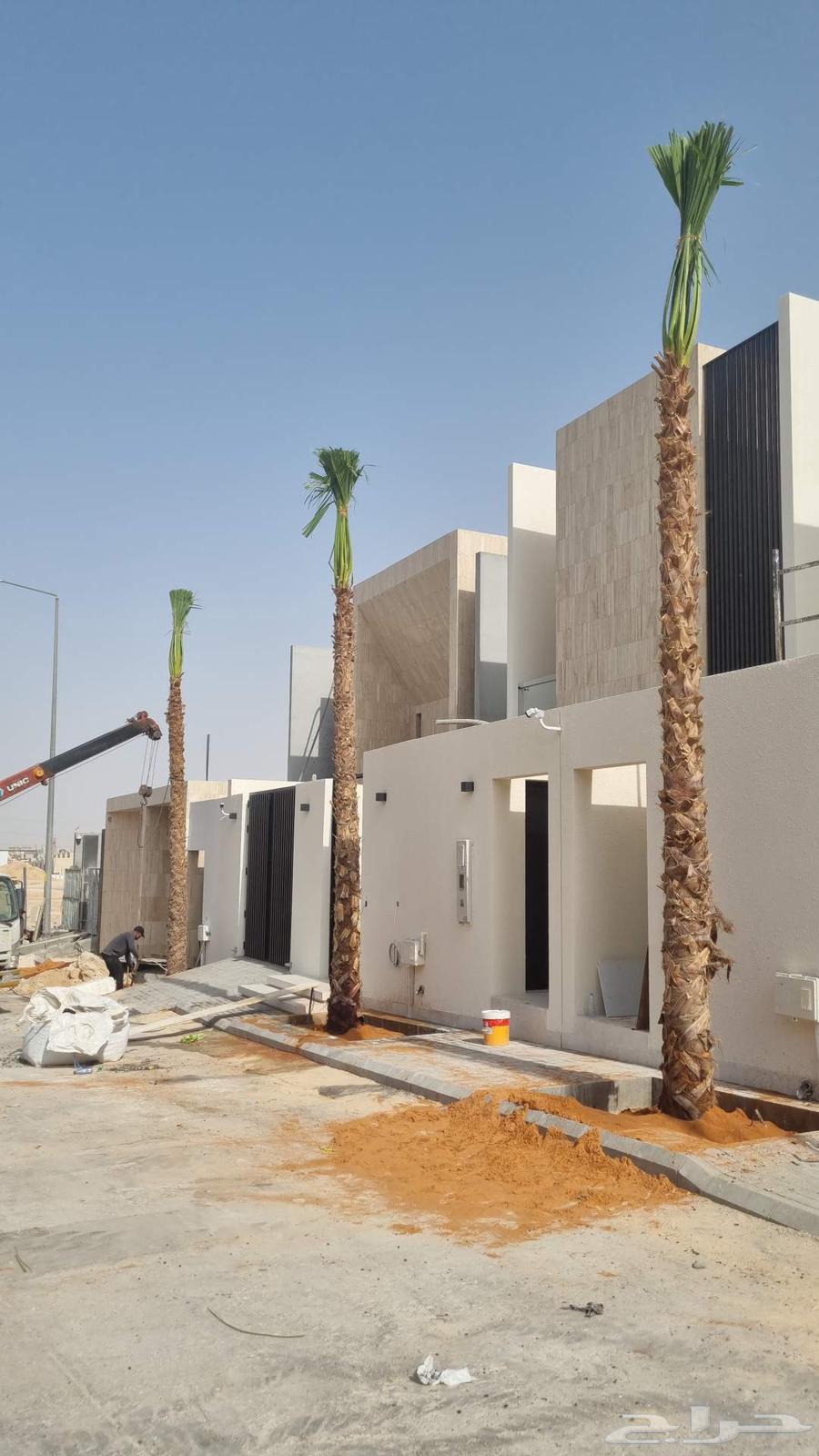 نقوم بتوريد وزراعة النخل الواشنطن جميع الاطوال والاشكال630340287590431128