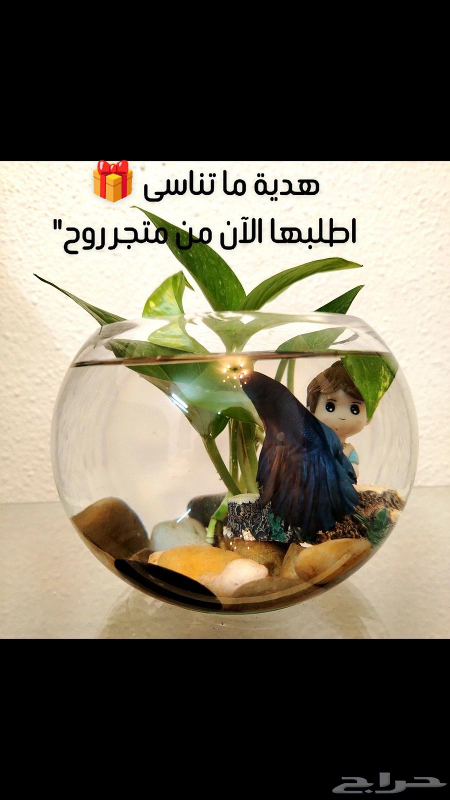 Special offer and amazing prices for the first 3 orders on fighter fish63413510910723112