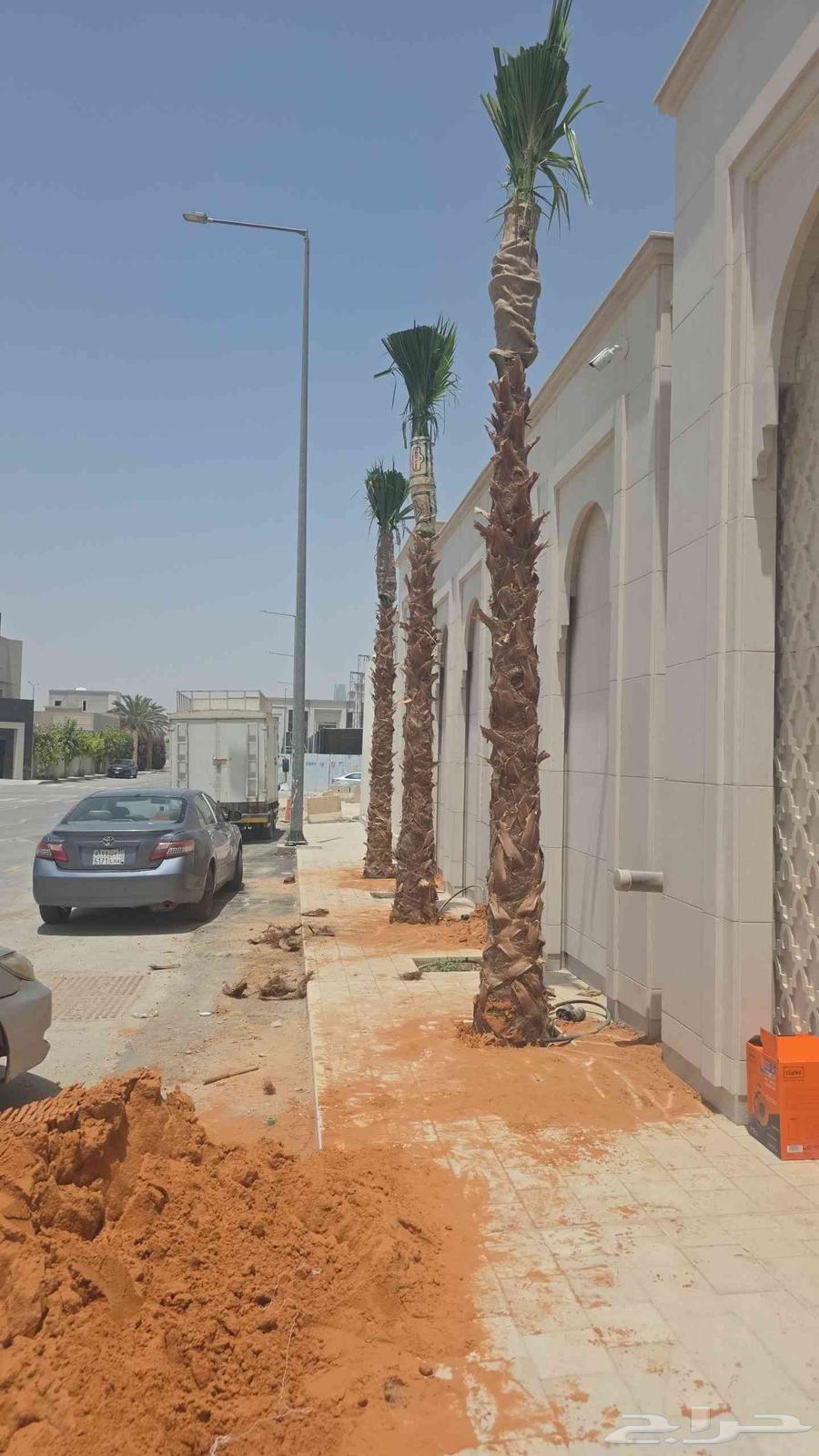 نقوم بتوريد وزراعة النخل الواشنطن جميع الاطوال والاشكال63034028759043114
