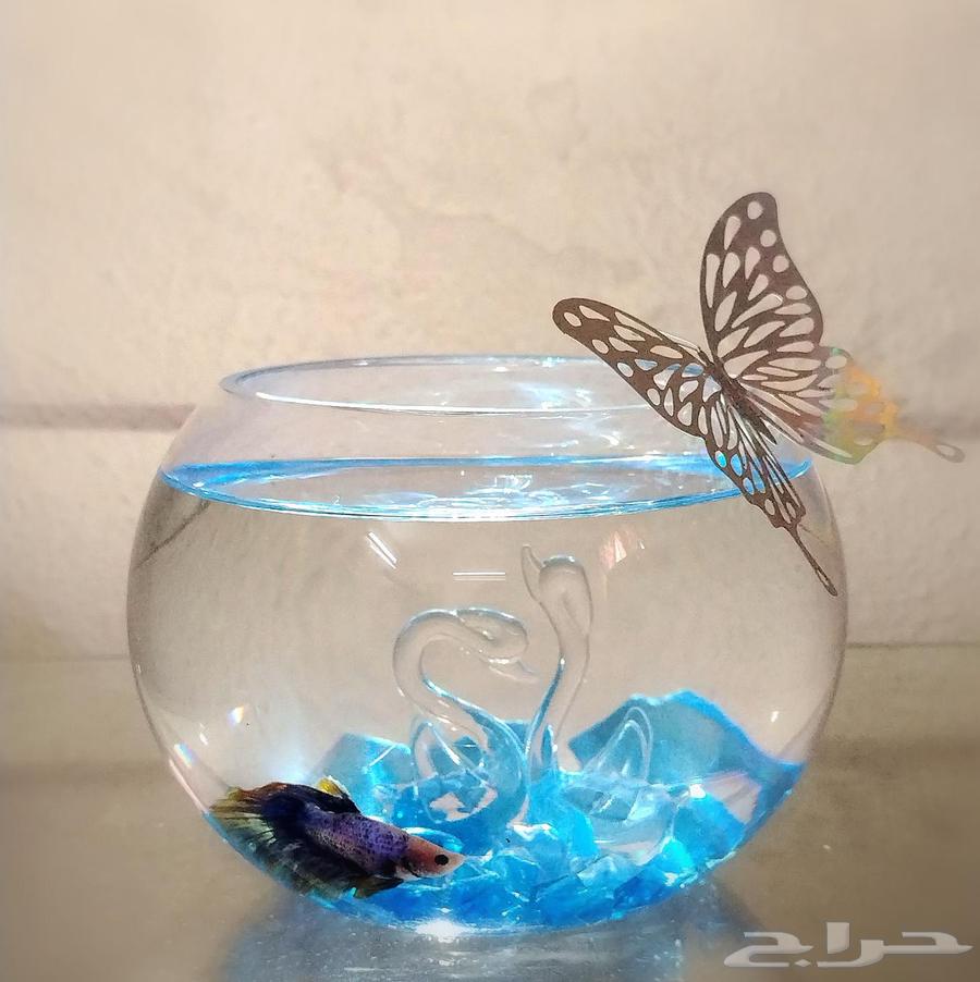 Special offer and amazing prices for the first 3 orders on fighter fish63413510910723113