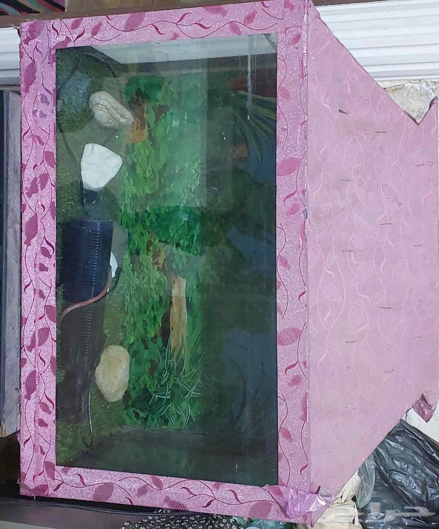 Fish aquaria أحواض السمك63414948797186112
