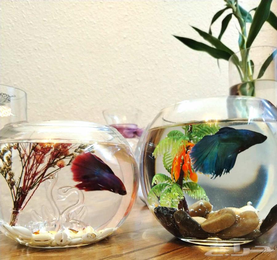 Special offer and amazing prices for the first 3 orders on fighter fish63413510910723114