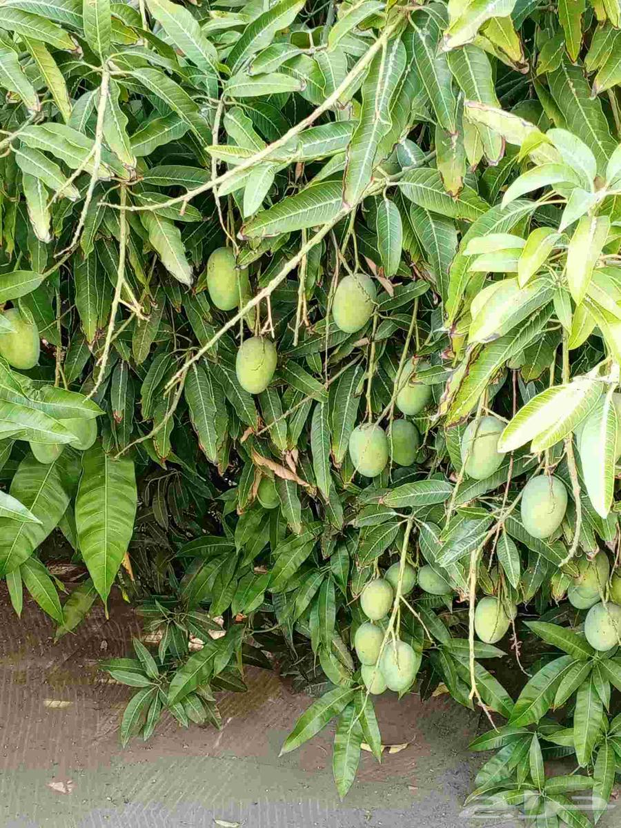 Mango Taif Sakkari first grade, subject to reservation without charge63416070057858110
