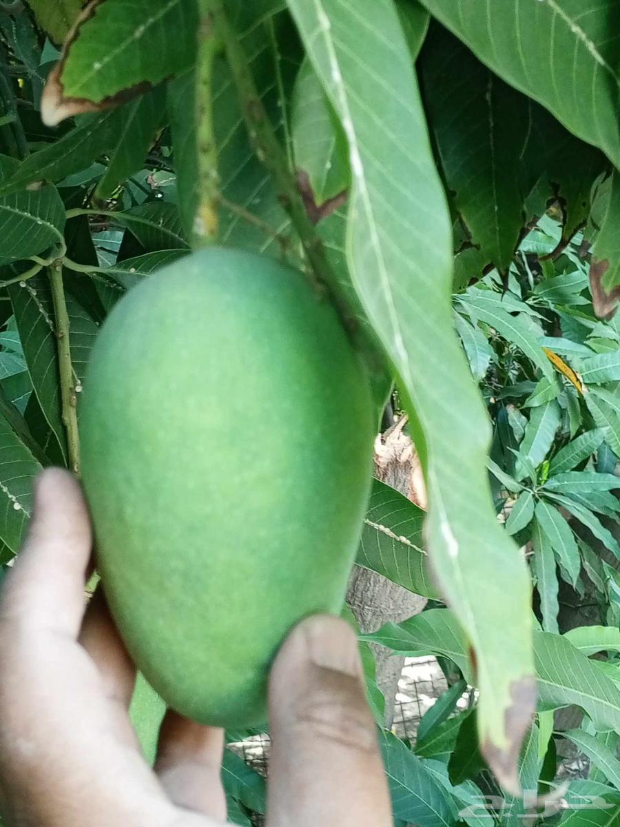 Mango Taif Sakkari first grade, subject to reservation without charge63416070057858114