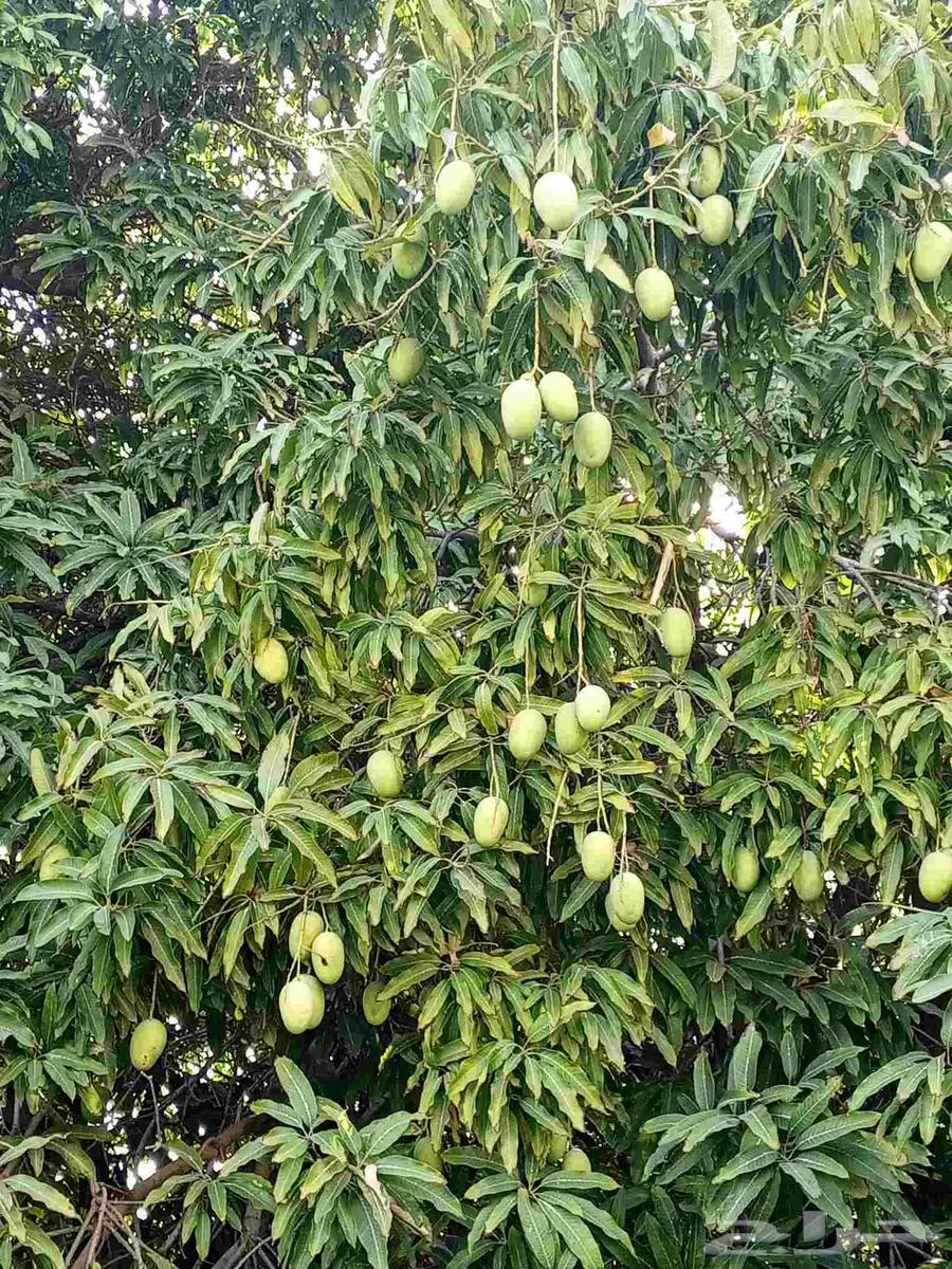 Mango Taif Sakkari first grade, subject to reservation without charge63416070057858112