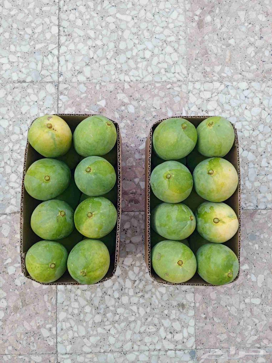 Mango Taif Sakkari first grade, subject to reservation without charge63416070057858111