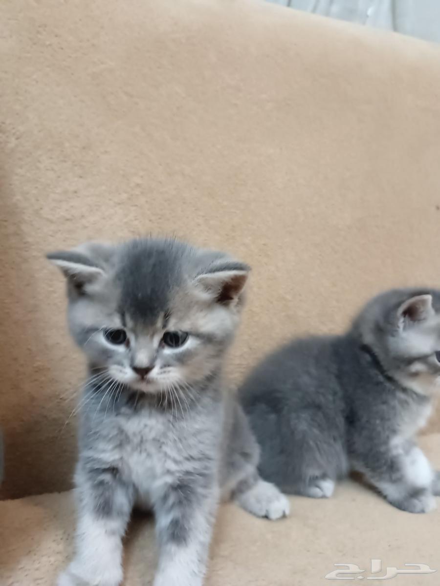 للبيع كيتن سكوتش ستريت بسور للبيع63416707183874114