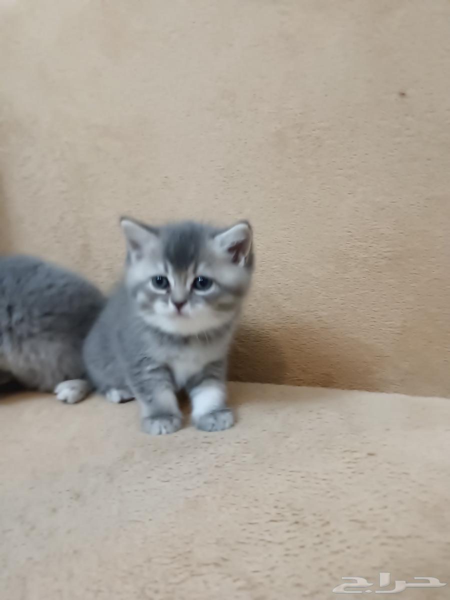 للبيع كيتن سكوتش ستريت بسور للبيع63416707183874112