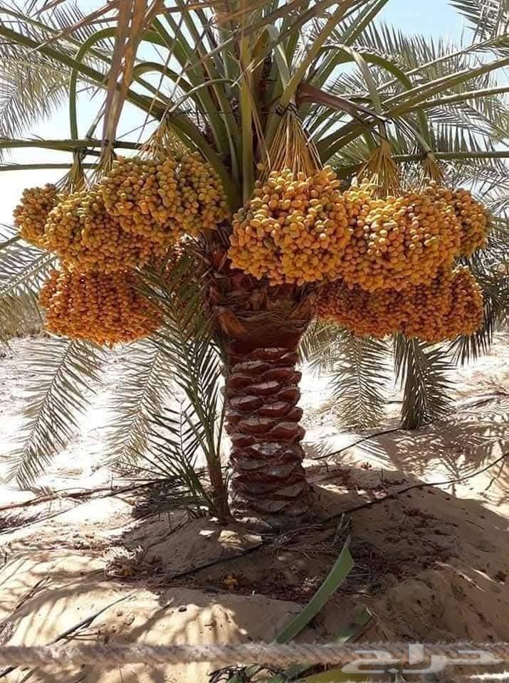 مقاول نخل630327117296671128