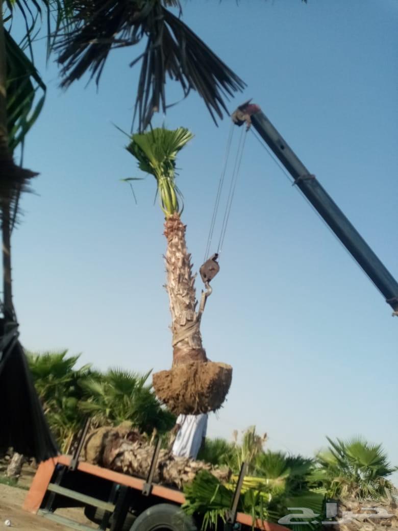المزارع63033159902594113