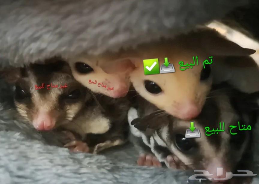 شوقر قلايدر سنجاب طائر أليف للبيع634176067224331123