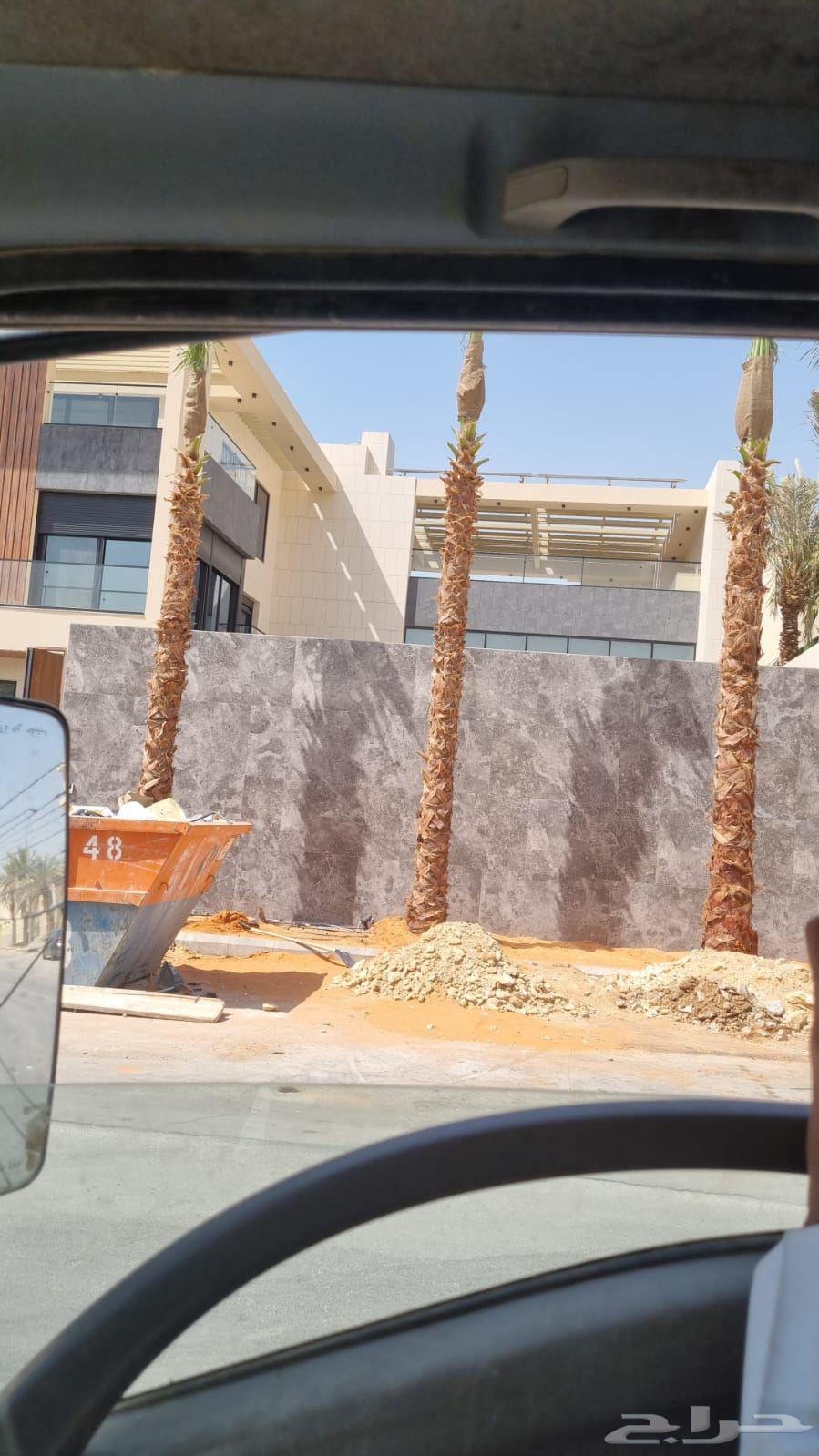 نقوم بتوريد وزراعة النخل الواشنطن جميع الاطوال والاشكال63034028759043111