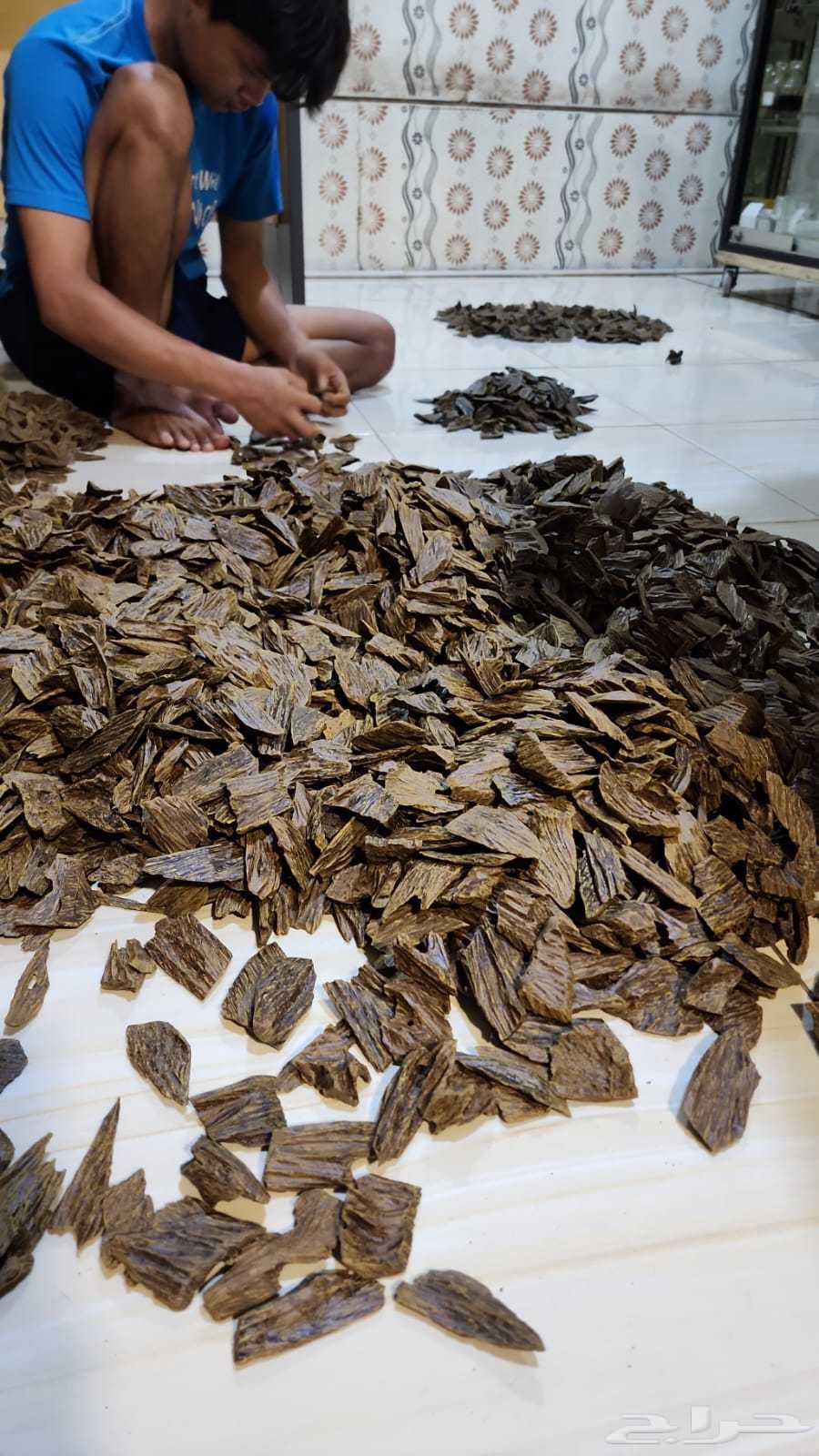 Return of first-grade improved cloves, 1600 rials per kilogram63418704307202111