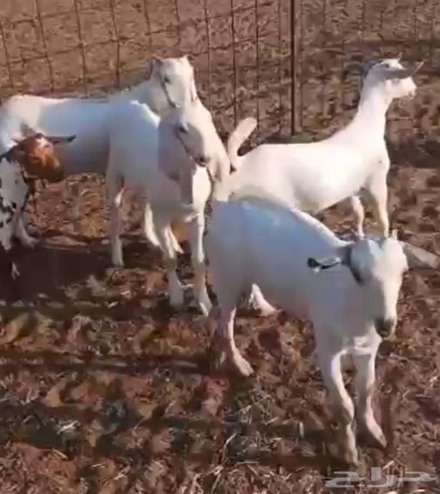 تيوس جنوبية63173585269123112