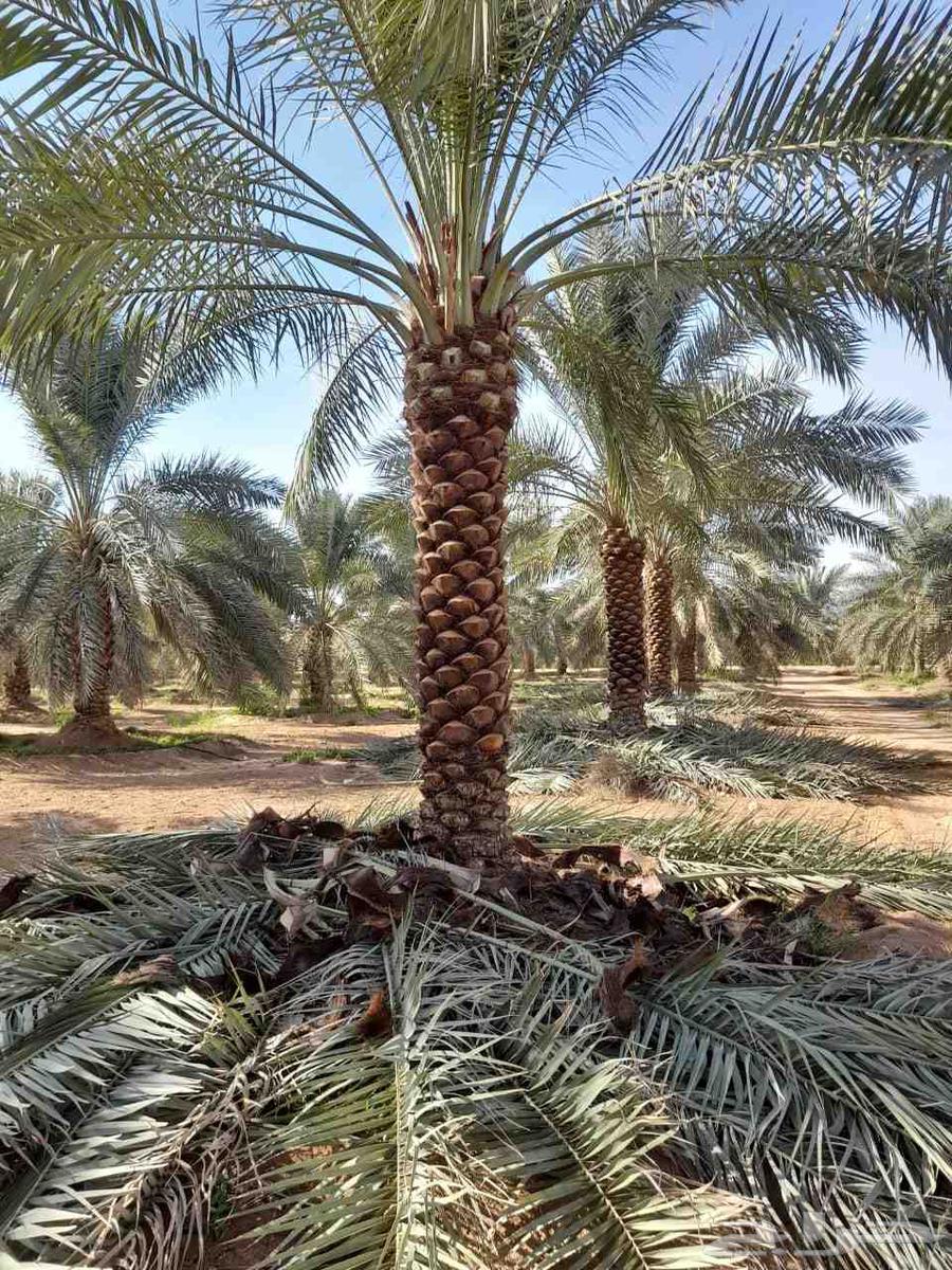 تنصيق حدايق63035230990465114