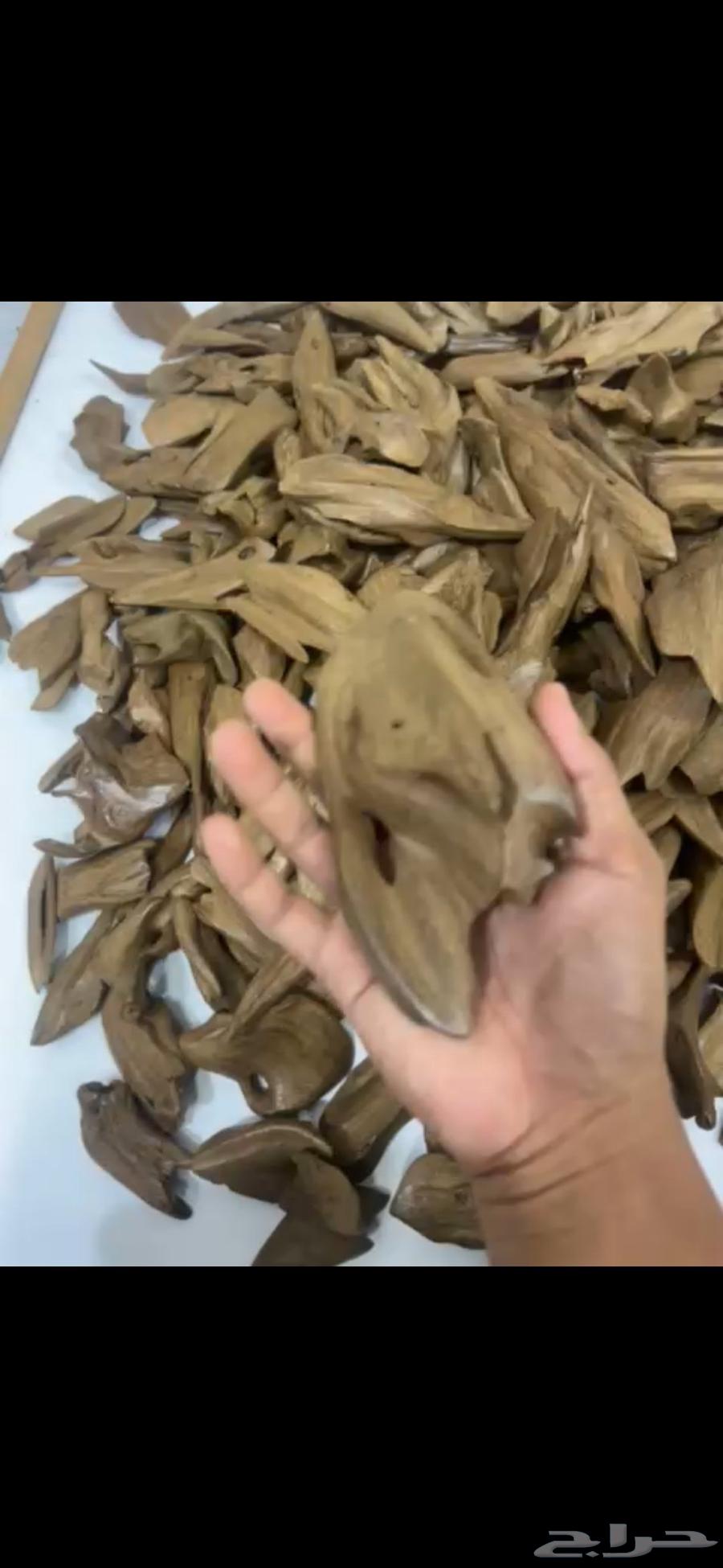 عود مروكي اصقوني طبيعي جدا ثقيل دبل سوبر بسعر مغري63408597831297112