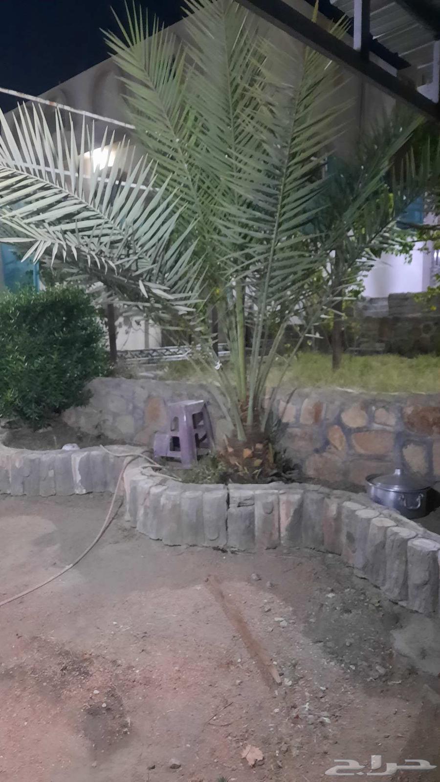 A small palm tree63413082192003112
