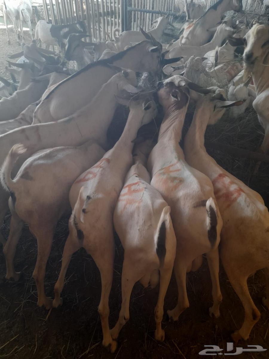 Those looking for high-quality rams and tender meat, a phrase from our farms63612440152707113