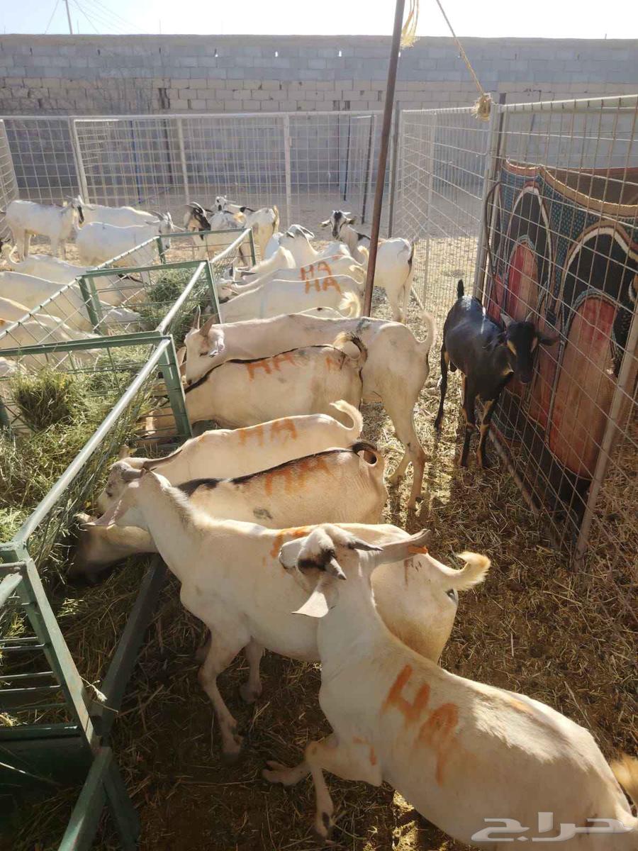 Those looking for high-quality rams and tender meat, a phrase from our farms63612440152707114
